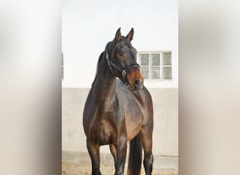 Zangersheide, Ogier, 4 lat, 170 cm, Ciemnogniada