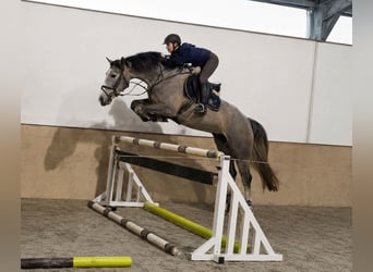 Zangersheide, Ogier, 4 lat, 170 cm, Siwa jabłkowita