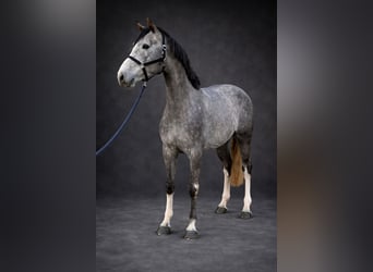 Zangersheide, Ogier, 4 lat, 170 cm, Siwa jabłkowita