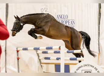 Zangersheide, Ogier, 4 lat, 173 cm, Ciemnogniada