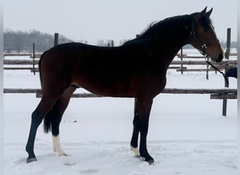 Zangersheide, Ogier, 4 lat, 174 cm, Ciemnogniada