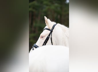Zangersheide, Ogier, 5 lat, 157 cm, Cremello