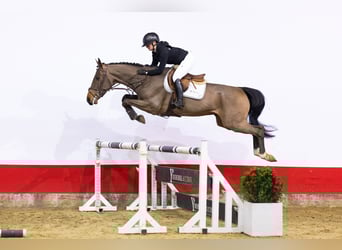 Zangersheide, Ogier, 5 lat, 165 cm, Gniada