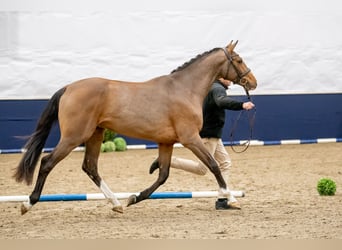 Zangersheide, Ogier, 5 lat, 170 cm, Gniada