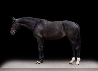Zangersheide, Ogier, 7 lat, 171 cm, Ciemnogniada