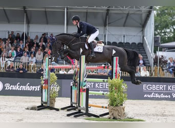 Zangersheide, Ogier, 9 lat, 172 cm, Kara