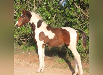 Zangersheide, Ogier, 10 lat, 170 cm, Tobiano wszelkich maści