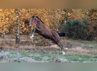 Zangersheide, Ogier, Źrebak (06/2023), 174 cm, Może być siwy