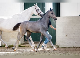Zangersheide, Ogier, Źrebak (03/2026), Gniada