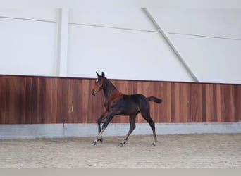Zangersheide, Ogier, Źrebak (06/2026), Gniada