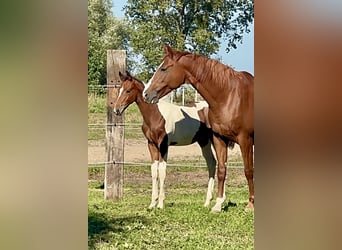 Zangersheide Mix, Ogier, Źrebak (06/2026), Tobiano wszelkich maści