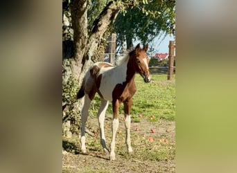 Zangersheide Mix, Ogier, Źrebak (06/2026), Tobiano wszelkich maści