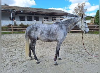 Zangersheide, Ruin, 10 Jaar, 173 cm, Appelschimmel