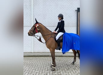 Zangersheide, Ruin, 10 Jaar, 173 cm, Donkerbruin