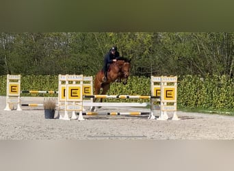 Zangersheide, Ruin, 10 Jaar, 173 cm, Donkerbruin