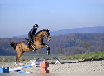 Zangersheide, Ruin, 10 Jaar, 175 cm, Bruin
