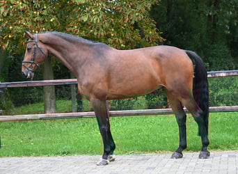 Zangersheide, Ruin, 10 Jaar, Brauner