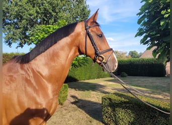 Zangersheide, Ruin, 11 Jaar, 164 cm, Donkerbruin