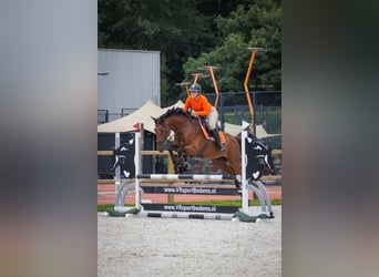 Zangersheide, Ruin, 11 Jaar, 168 cm, Bruin