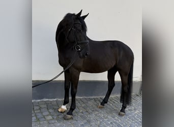 Zangersheide, Ruin, 11 Jaar, 171 cm, Zwart