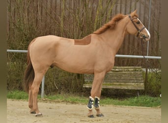 Zangersheide, Ruin, 11 Jaar, 174 cm, Vos