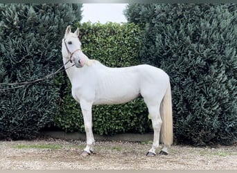 Zangersheider, Wallach, 12 Jahre, 165 cm, Blauschimmel