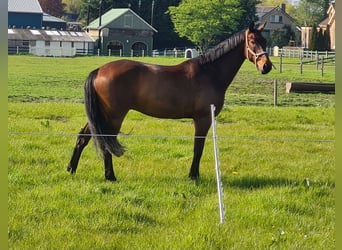 Zangersheide, Ruin, 12 Jaar, 179 cm, Donkerbruin