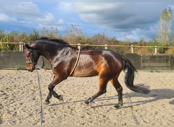 Zangersheide, Ruin, 12 Jaar, 179 cm, Donkerbruin