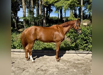 Zangersheide, Ruin, 13 Jaar, 168 cm, Vos