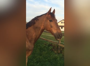 Zangersheide, Ruin, 13 Jaar, 170 cm, Donkere-vos