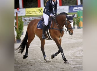 Zangersheide, Ruin, 14 Jaar, 163 cm, Bruin