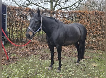 Zangersheide, Ruin, 16 Jaar, 172 cm, Zwart