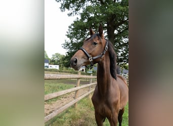 Zangersheide, Ruin, 1 Jaar, 163 cm, Bruin