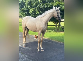 Zangersheide, Ruin, 2 Jaar, 154 cm, Palomino