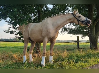 Zangersheide, Ruin, 2 Jaar, 154 cm, Palomino