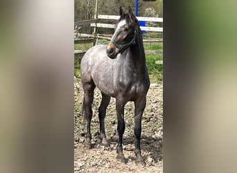 Zangersheide, Ruin, 2 Jaar, 170 cm, Brown Falb schimmel