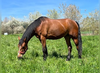 Zangersheide, Ruin, 2 Jaar, 170 cm, Brown Falb schimmel