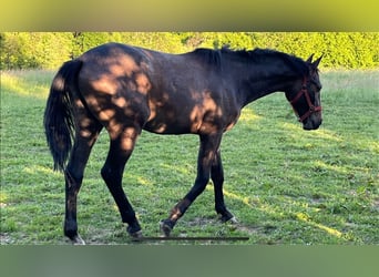 Zangersheide, Ruin, 2 Jaar, 170 cm, Brown Falb schimmel