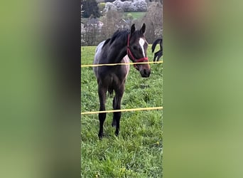 Zangersheide, Ruin, 2 Jaar, 170 cm, Brown Falb schimmel