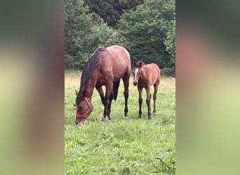 Zangersheide, Ruin, 2 Jaar, 170 cm, Brown Falb schimmel