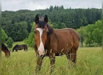 Zangersheide, Ruin, 2 Jaar, 170 cm, Bruin