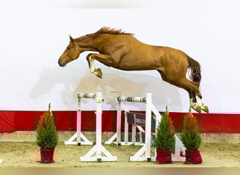 Zangersheide, Ruin, 2 Jaar, 171 cm, Vos