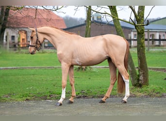 Zangersheide, Ruin, 3 Jaar, 100 cm