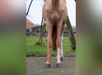 Zangersheide, Ruin, 3 Jaar, 100 cm