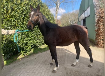 Zangersheide, Ruin, 3 Jaar, 162 cm, Donkerbruin