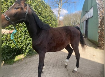 Zangersheide, Ruin, 3 Jaar, 162 cm, Donkerbruin