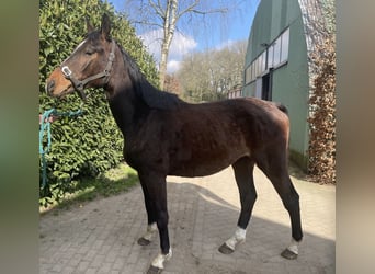 Zangersheide, Ruin, 3 Jaar, 162 cm, Donkerbruin