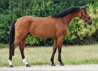 Zangersheide, Ruin, 3 Jaar, 164 cm, Bruin