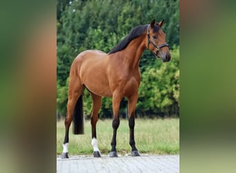 Zangersheide, Ruin, 3 Jaar, 164 cm, Bruin