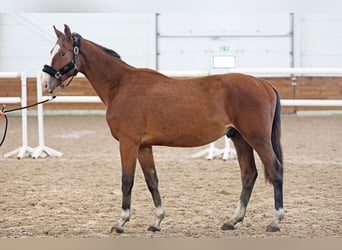 Zangersheide, Ruin, 3 Jaar, 165 cm, Roodbruin